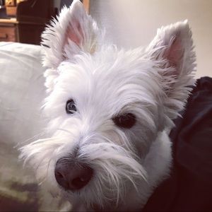 Meet your Posher, Peter